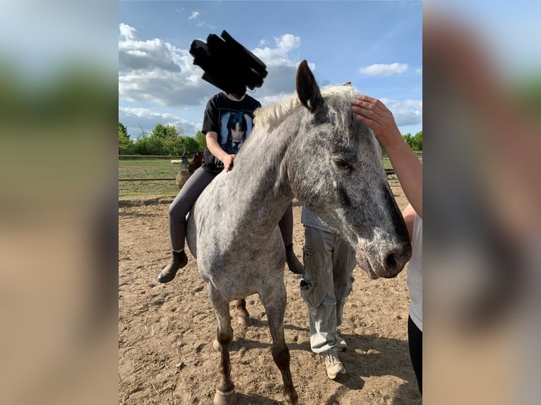 Niemiecki kuc wierzchowy Mix Klacz 6 lat 140 cm Siwa w hreczce in Altlandsberg