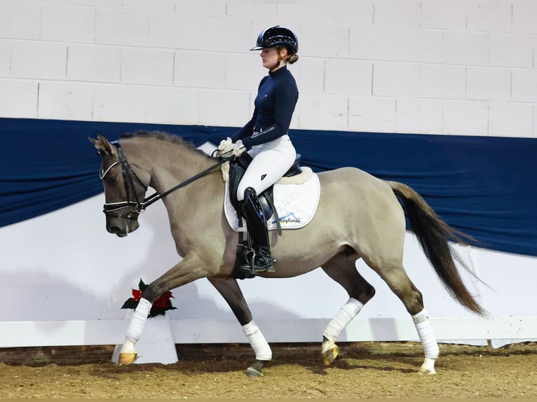 Niemiecki kuc wierzchowy Klacz 6 lat 142 cm Bułana in Marsberg