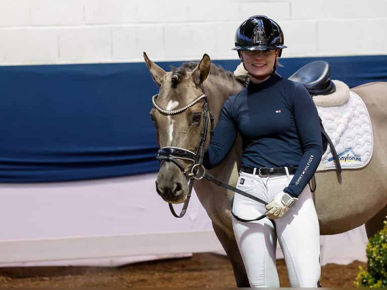 Niemiecki kuc wierzchowy Klacz 6 lat 142 cm Bułana in Marsberg