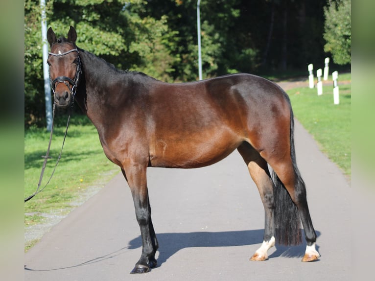 Niemiecki kuc wierzchowy Klacz 6 lat 142 cm Ciemnogniada in Deinstedt