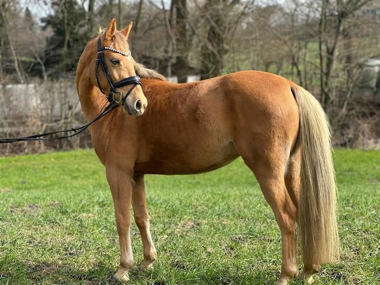 Niemiecki kuc wierzchowy Klacz 6 lat 143 cm Bułana in Münster