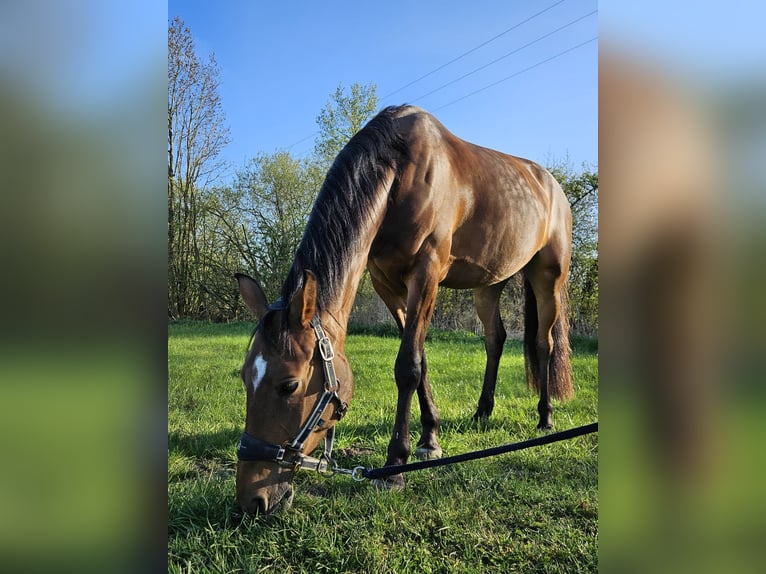 Niemiecki kuc wierzchowy Klacz 6 lat 144 cm Gniada in Nottuln