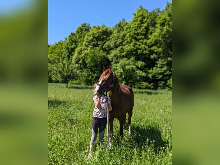 Niemiecki kuc wierzchowy Klacz 6 lat 144 cm Kasztanowata in Kalletal