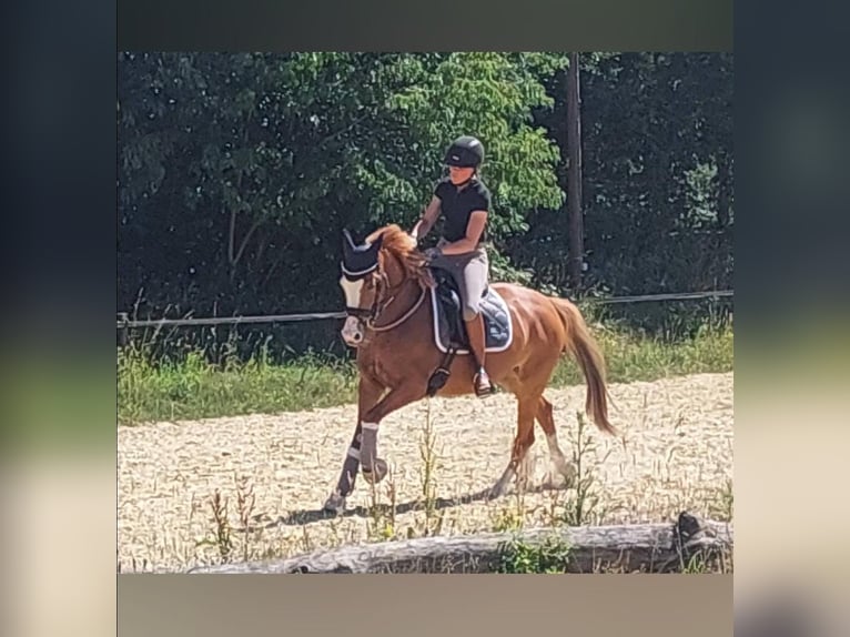 Niemiecki kuc wierzchowy Klacz 6 lat 144 cm Kasztanowata in Neuss