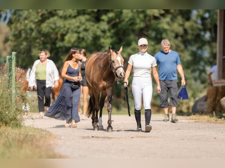 Niemiecki kuc wierzchowy Klacz 6 lat 145 cm Bułana in Feldkirch