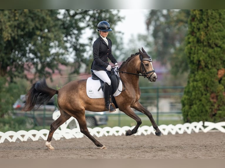 Niemiecki kuc wierzchowy Klacz 6 lat 145 cm Bułana in Feldkirch