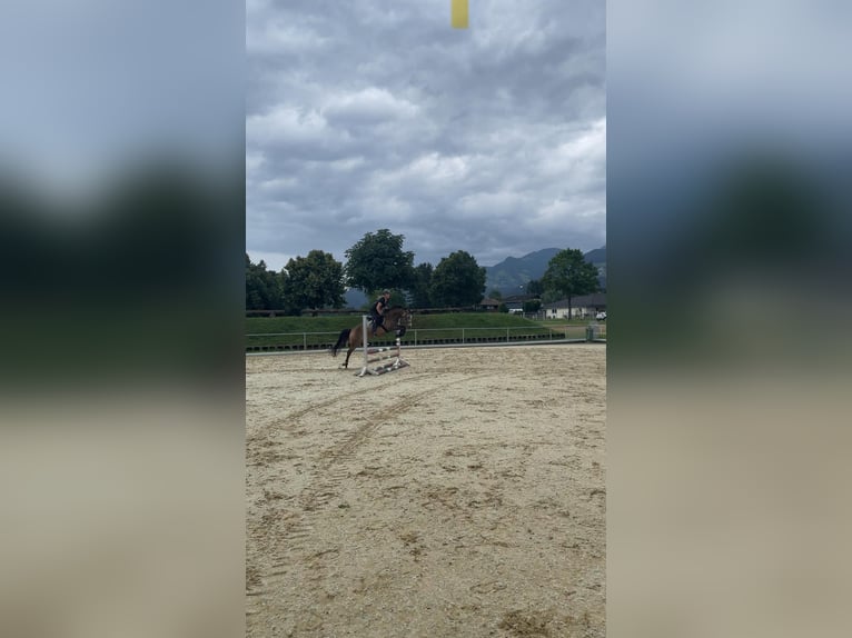 Niemiecki kuc wierzchowy Klacz 6 lat 145 cm Bułana in Feldkirch