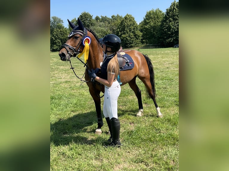 Niemiecki kuc wierzchowy Klacz 6 lat 145 cm Gniada in Wentorf bei Hamburg