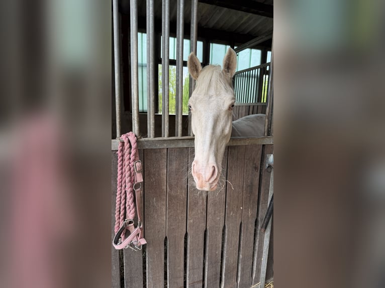 Niemiecki kuc wierzchowy Klacz 6 lat 146 cm Cremello in Ahrensburg
