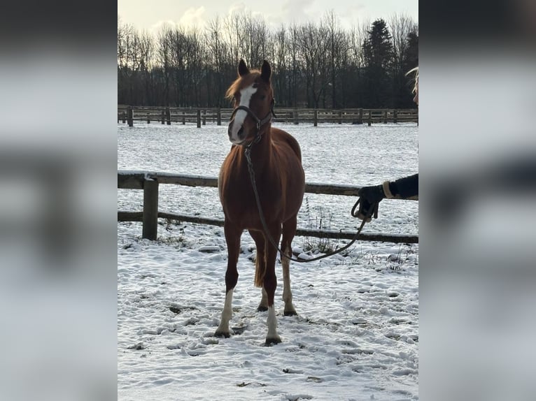 Niemiecki kuc wierzchowy Klacz 6 lat 146 cm Kasztanowata in Grevenbroich