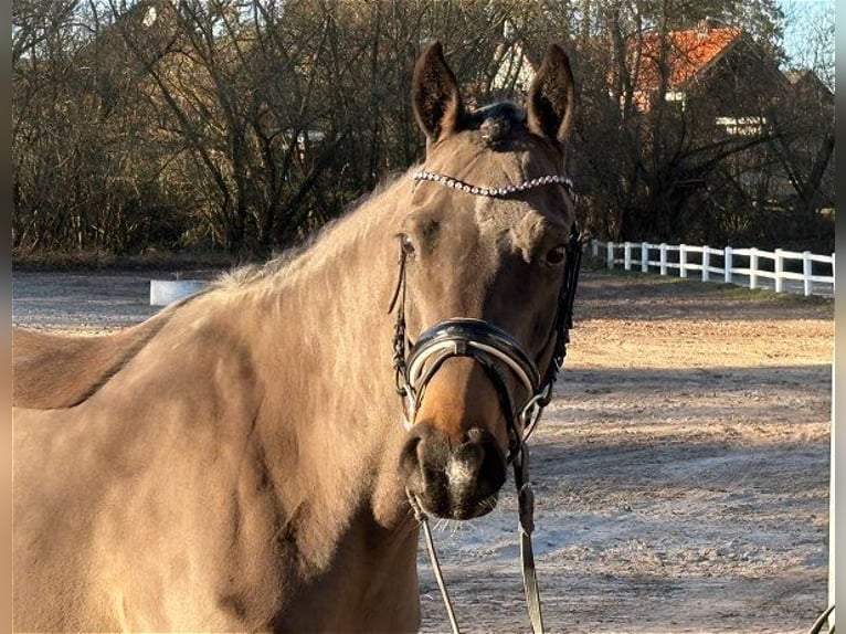 Niemiecki kuc wierzchowy Klacz 6 lat 147 cm Ciemnogniada in Verden (Aller)