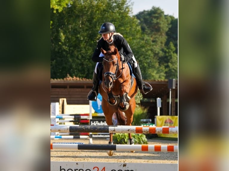 Niemiecki kuc wierzchowy Klacz 6 lat 147 cm Ciemnokasztanowata in Marsberg