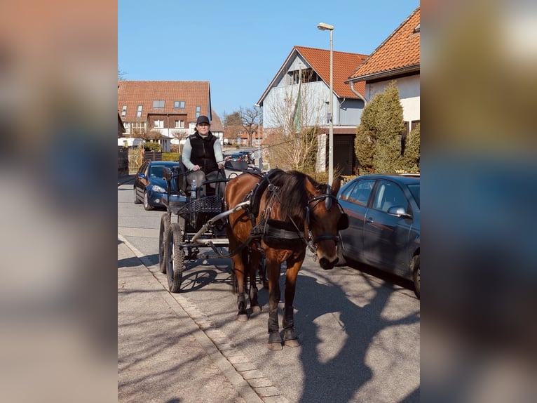 Niemiecki kuc wierzchowy Klacz 6 lat 147 cm Gniada in Etingen