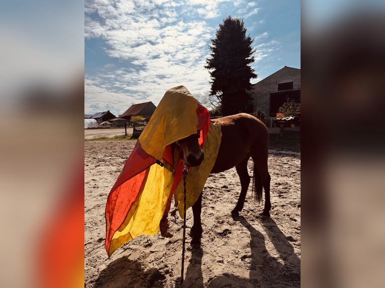 Niemiecki kuc wierzchowy Klacz 6 lat 147 cm Gniada in Etingen