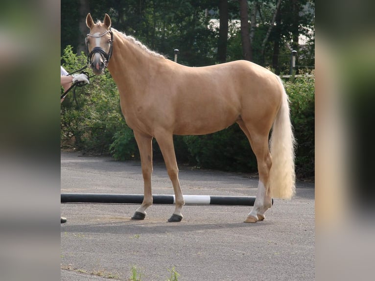 Niemiecki kuc wierzchowy Klacz 6 lat 147 cm Izabelowata in Stuhr