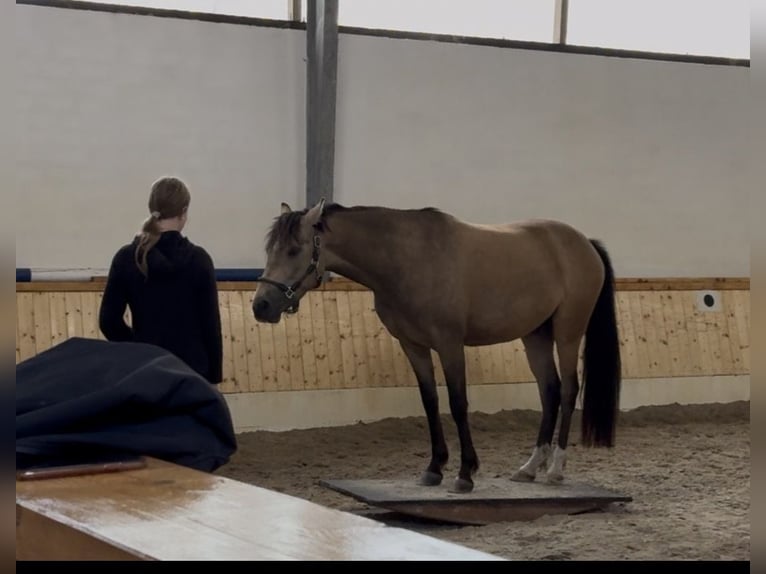 Niemiecki kuc wierzchowy Klacz 6 lat 147 cm Jelenia in Grasberg