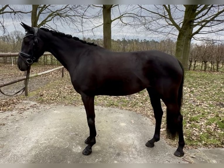 Niemiecki kuc wierzchowy Klacz 6 lat 148 cm Kara in DelbrückDelbrück