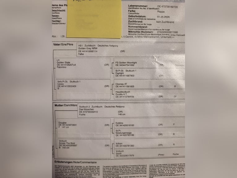 Niemiecki kuc wierzchowy Klacz 6 lat 148 cm Kara in Winsen (Aller)