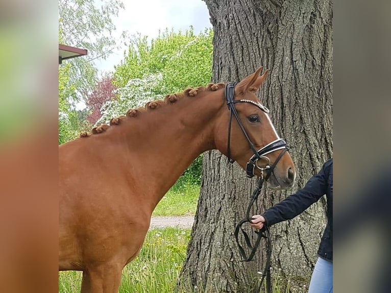 Niemiecki kuc wierzchowy Klacz 6 lat 148 cm Kasztanowata in Plech