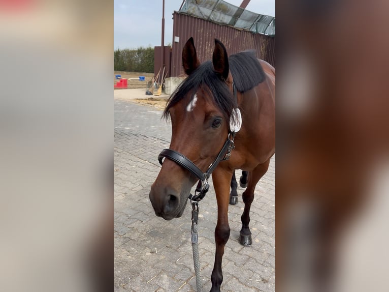 Niemiecki kuc wierzchowy Klacz 6 lat 149 cm Gniada in TönisvorstTönisvorst