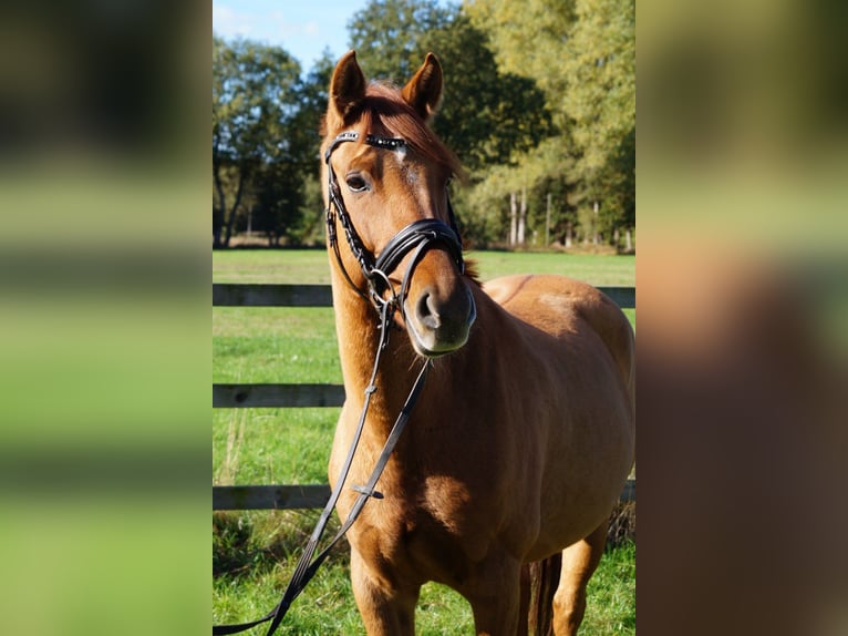 Niemiecki kuc wierzchowy Klacz 6 lat 150 cm Kasztanowata in Lastrup