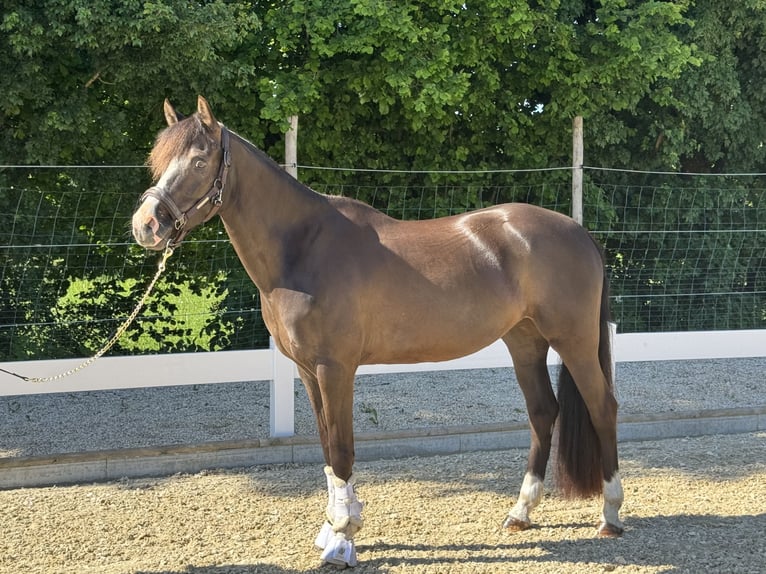 Niemiecki kuc wierzchowy Klacz 6 lat 151 cm Ciemnogniada in H&#xFC;lben