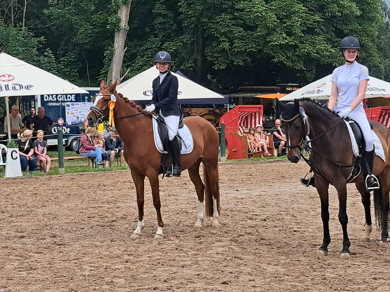 Niemiecki kuc wierzchowy Klacz 6 lat 153 cm Kasztanowata in Burgdorf