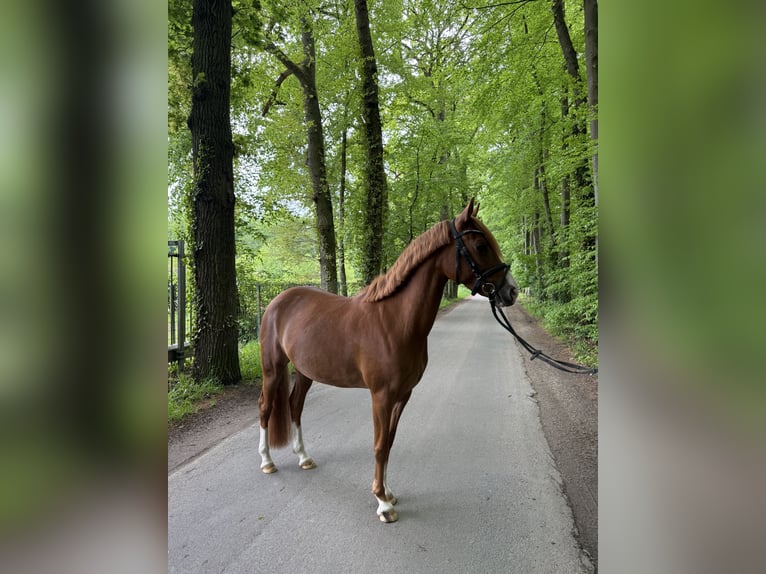 Niemiecki kuc wierzchowy Klacz 6 lat  in Hörstel