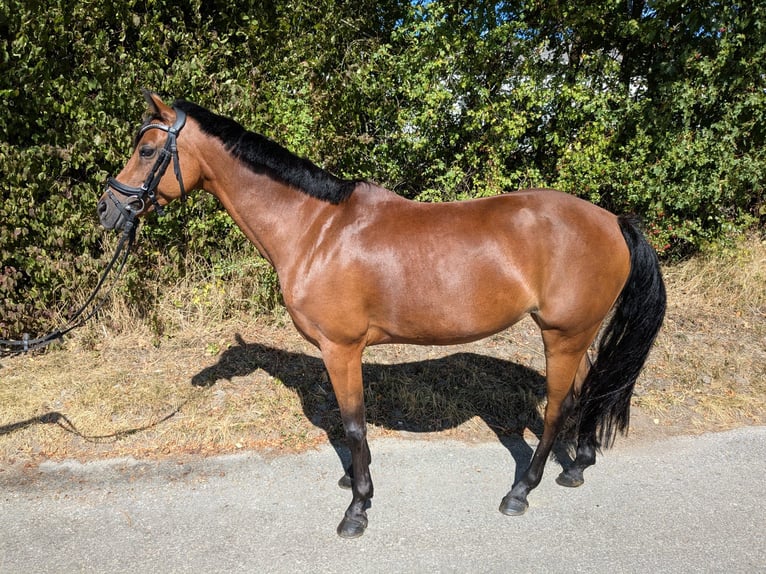 Niemiecki kuc wierzchowy Klacz 7 lat 142 cm Gniada in Langenberg