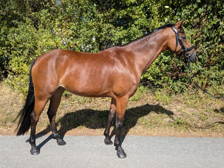Niemiecki kuc wierzchowy Klacz 7 lat 142 cm Gniada in Langenberg