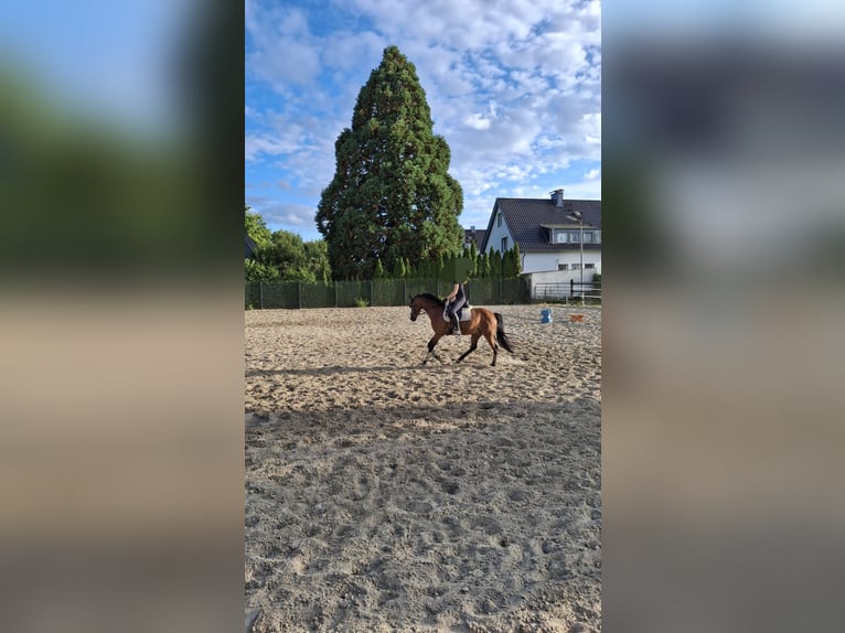 Niemiecki kuc wierzchowy Klacz 7 lat 142 cm Gniada in Langenberg