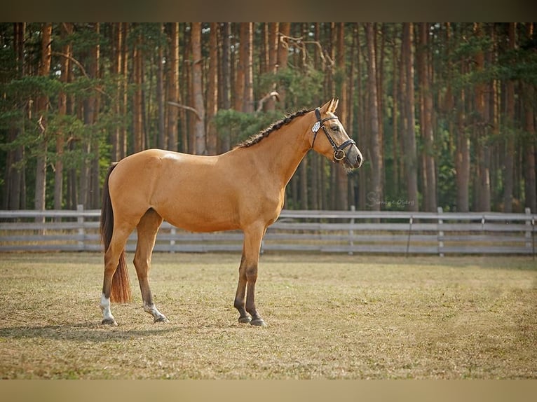 Niemiecki kuc wierzchowy Klacz 7 lat 142 cm Jelenia in Schuby