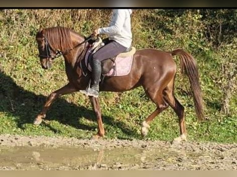 Niemiecki kuc wierzchowy Klacz 7 lat 142 cm Kasztanowata in Hammersedt