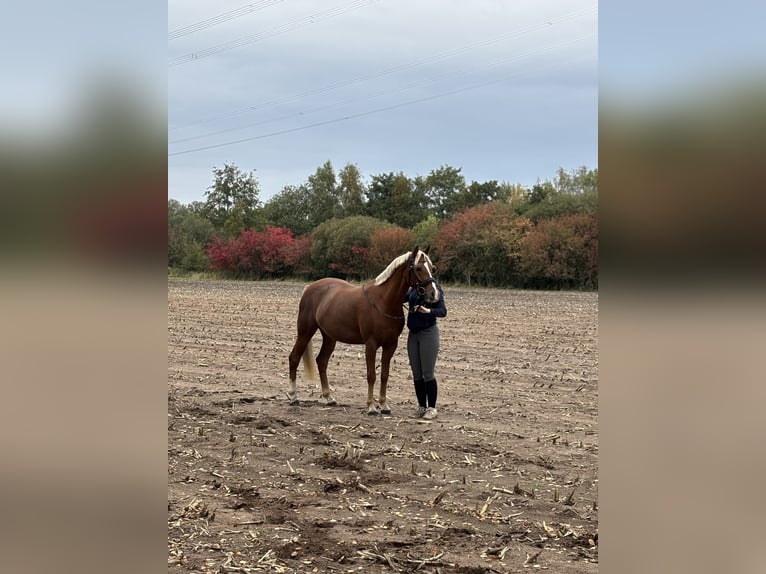Niemiecki kuc wierzchowy Klacz 7 lat 145 cm Ciemnokasztanowata in Ostercappeln