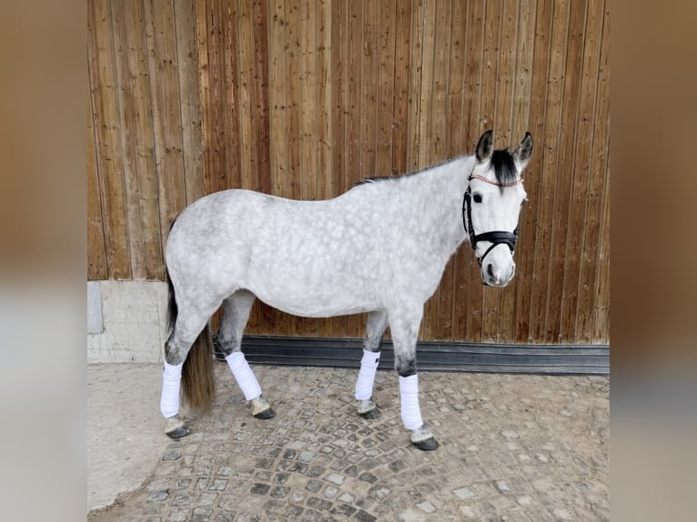 Niemiecki kuc wierzchowy Klacz 7 lat 145 cm Siwa jabłkowita in Breitbrunn am Chiemsee