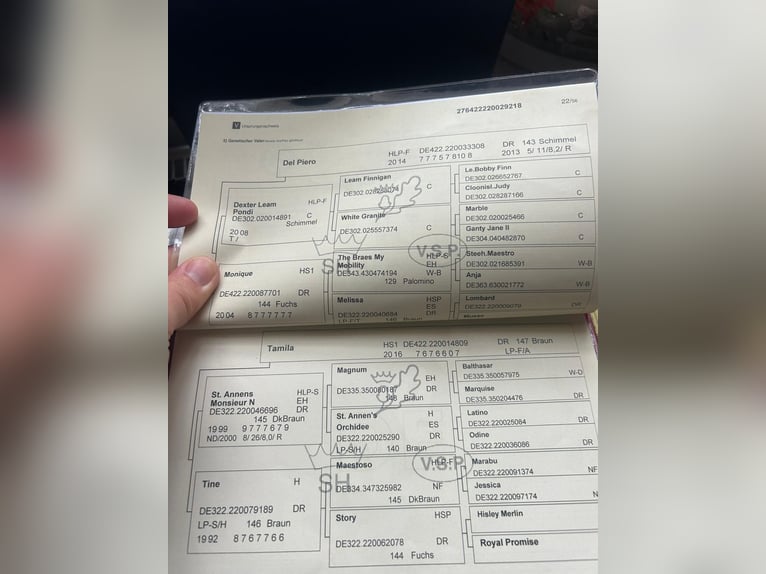 Niemiecki kuc wierzchowy Klacz 7 lat 145 cm Siwa in Heidgraben