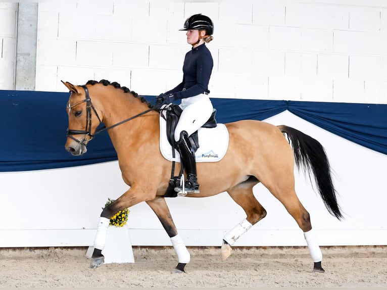 Niemiecki kuc wierzchowy Klacz 7 lat 146 cm Jelenia in Marsberg