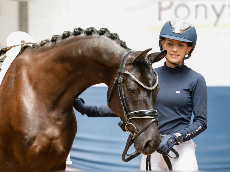 Niemiecki kuc wierzchowy Klacz 7 lat 146 cm Kara in Marsberg