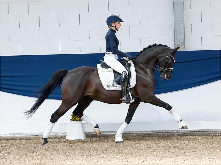 Niemiecki kuc wierzchowy Klacz 7 lat 146 cm Kara in Marsberg