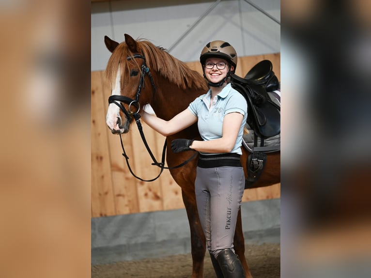 Niemiecki kuc wierzchowy Klacz 7 lat 147 cm Ciemnokasztanowata in Stuhr