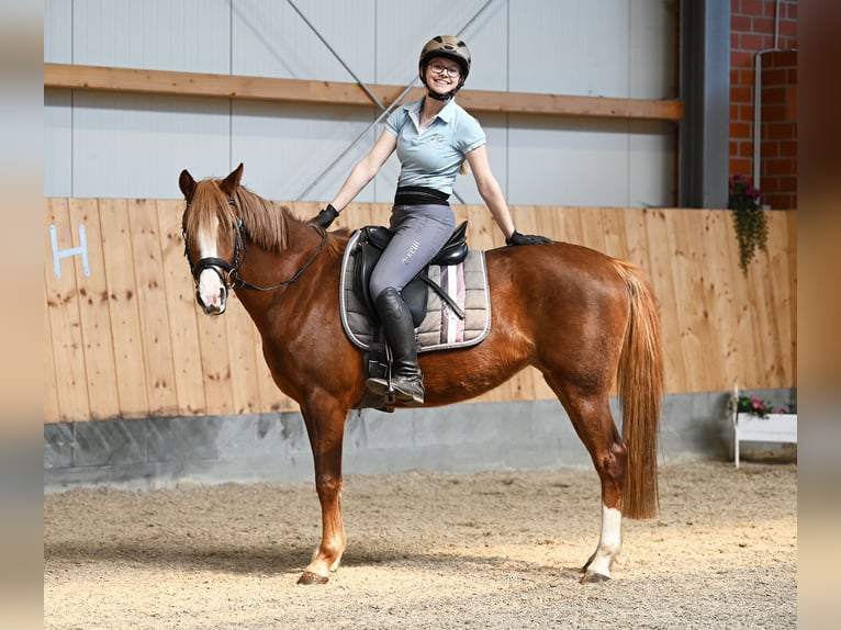 Niemiecki kuc wierzchowy Klacz 7 lat 147 cm Ciemnokasztanowata in Stuhr