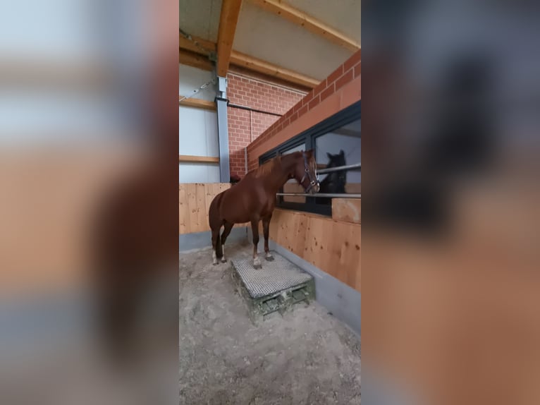 Niemiecki kuc wierzchowy Klacz 7 lat 147 cm Ciemnokasztanowata in Stuhr