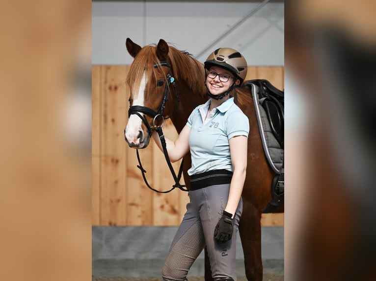 Niemiecki kuc wierzchowy Klacz 7 lat 147 cm Ciemnokasztanowata in Stuhr