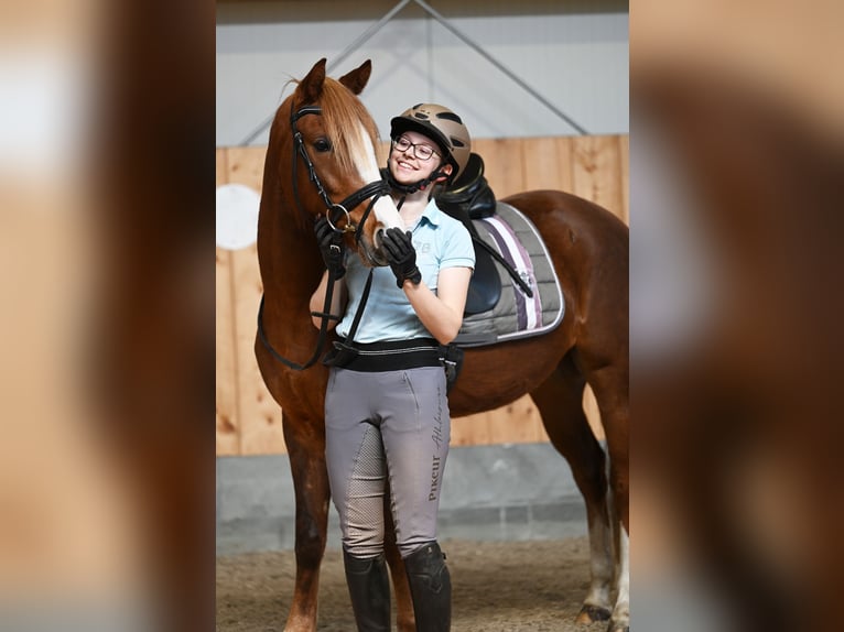 Niemiecki kuc wierzchowy Klacz 7 lat 147 cm Ciemnokasztanowata in Stuhr