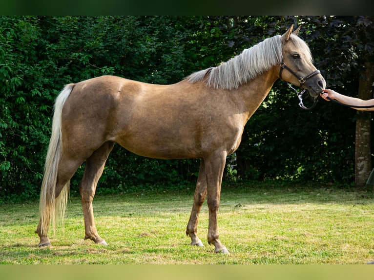 Niemiecki kuc wierzchowy Klacz 7 lat 147 cm Izabelowata in Bebra