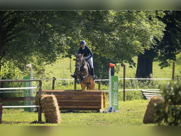 Niemiecki kuc wierzchowy Klacz 7 lat 147 cm Jelenia in Winnenden