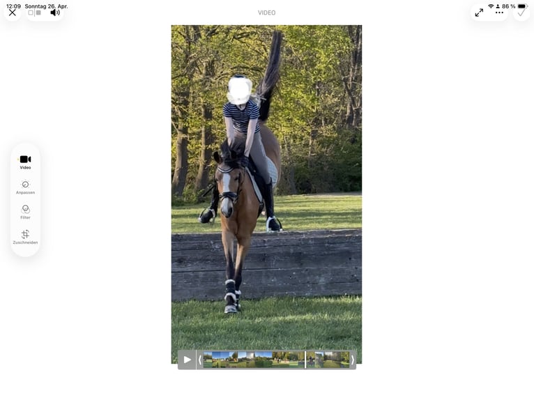 Niemiecki kuc wierzchowy Klacz 7 lat 147 cm Jelenia in Meppen