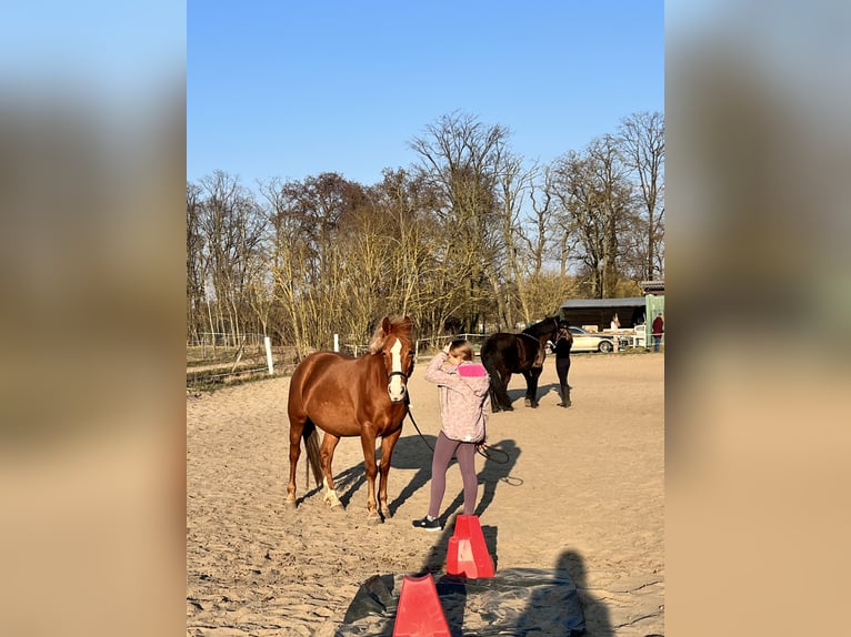 Niemiecki kuc wierzchowy Klacz 7 lat 147 cm Kasztanowata in Berlin