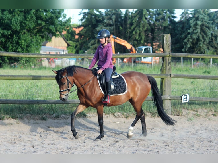 Niemiecki kuc wierzchowy Klacz 7 lat 148 cm Bułana in Langlingen