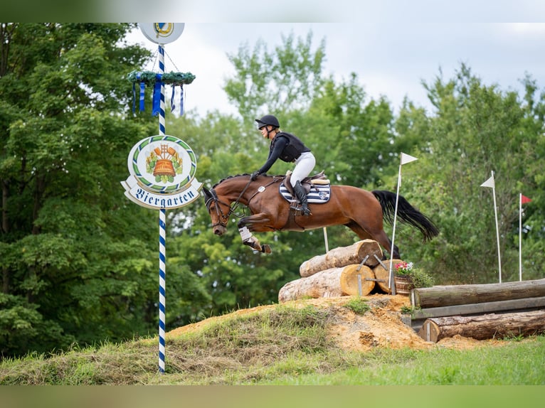 Niemiecki kuc wierzchowy Klacz 7 lat 148 cm Gniada in Warendorf